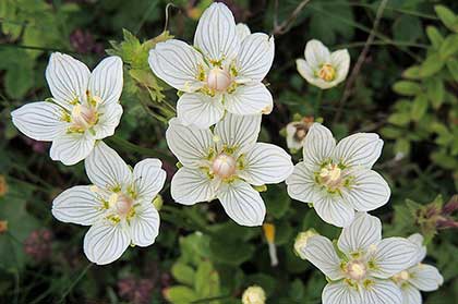 Белозор болотный (Parnassia palustris) цветет в конце лета. Фото: xulescu_g/Википедия Parnassia palustris, Белозор болотный, цветущее растение
