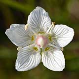 Белозор болотный, цветок, Parnassia palustris
