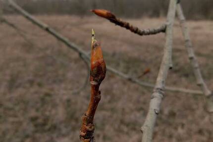 Тополь черный (Populus nigra), почка в апреле