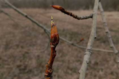 Тополь черный (Populus nigra), почка в апреле. Фото: Владимир Равилов/Good-Tips.PRO Тополь черный (Populus nigra), почка в апреле