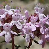 Тимьян обыкновенный, цветки Thymus vulgaris