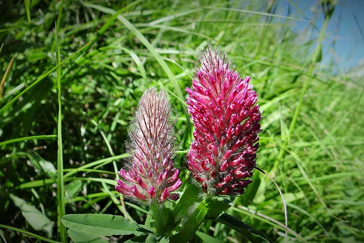 Клевер красный (Trifolium rubens)