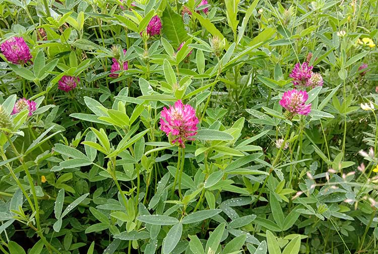 Клевер луговой (Trifolium pratense)