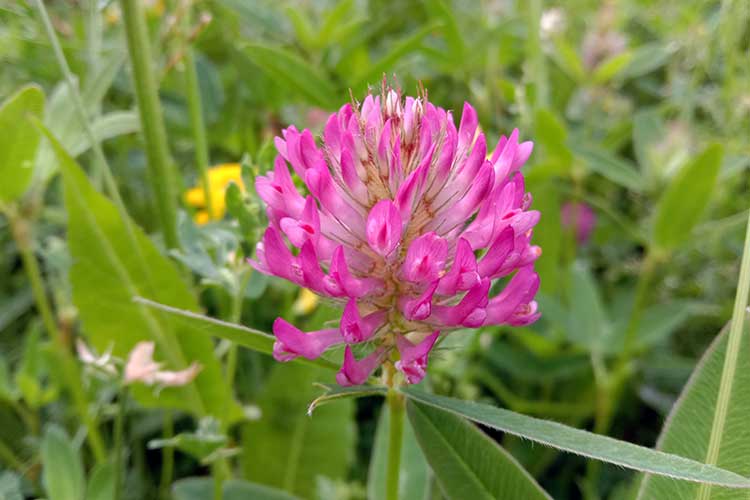 Клевер луговой (Trifolium pratense)