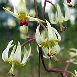 Зигаденус сибирский (Zigadenus sibiricus), цветки