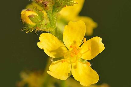 Репешок обыкновенный цветет летом ароматными желтыми цветками