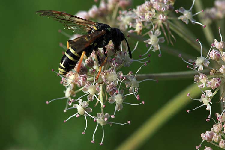 Дудник лекарственный цветет в июле-августе, привлекая множество насекомых