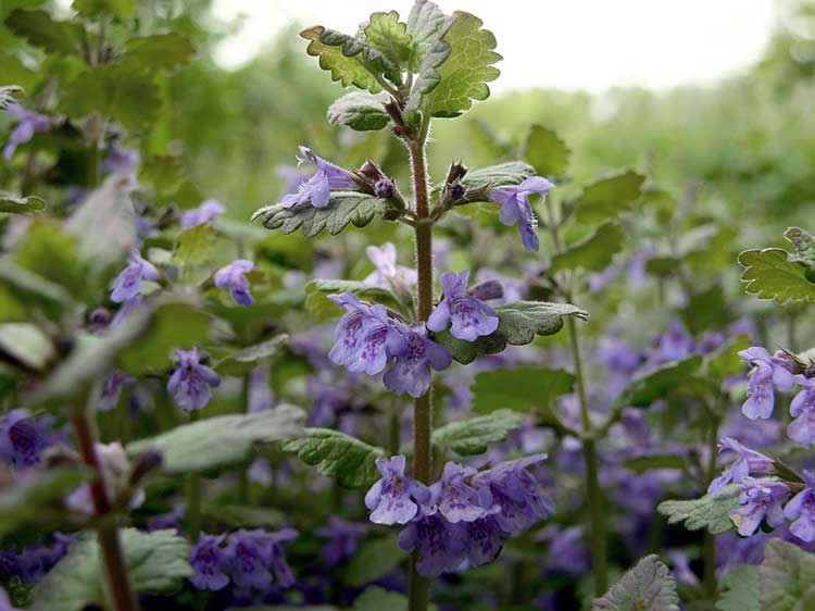 Будра плющевидная (glechoma hederacea), цветущее растение