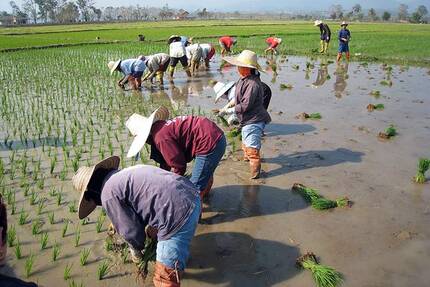 Работники на рисовом поле в Тайланде