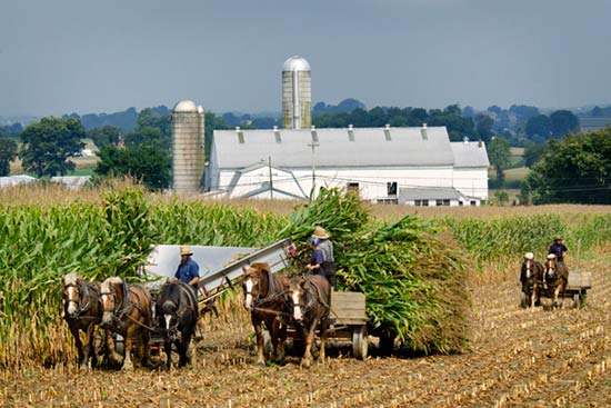 Амиши убирают урожай кукурузы
