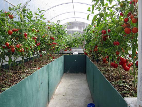 На высоких грядка в теплице прекрасно растут помидоры