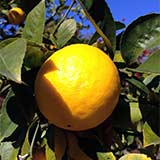 Хорошее освещение лимона - залог успеха при выращивании