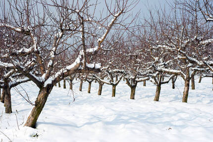 Зимой плодовые деревья повреждаются морозом