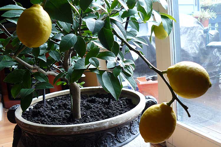 Правильная почва в горшке - залог здоровья комнатного лимона