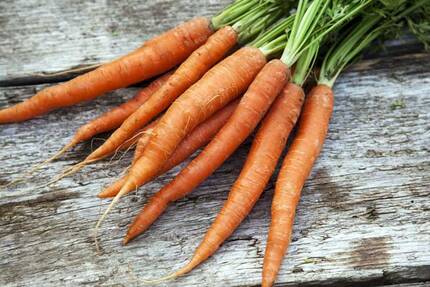 Морковь - видный представитель семейства Зонтичные