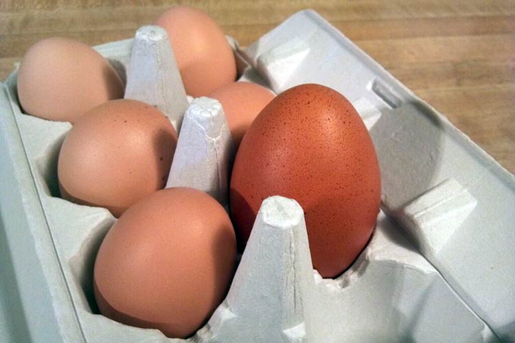 Инкубация больших яиц имеет особенности