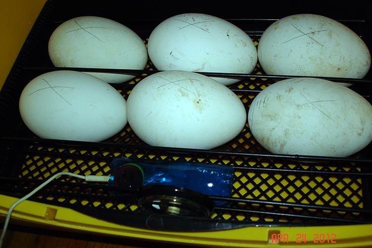 Инкубация гусиных яиц в инкубаторе