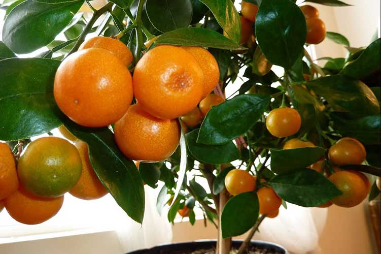 В домашних условиях можно выращивать не только лимоны, но и мандарины. Фото: YouTube